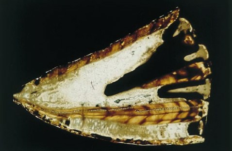 Sezione longitudinale di un fossile di torreites sanchezi