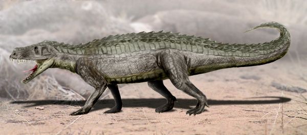Prestosuchus, antico coccodrillo