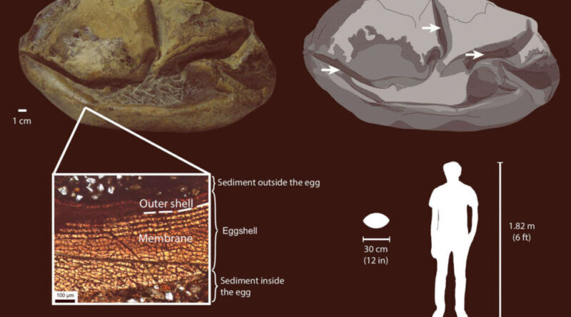 Uovo di mosasauro rapportato alle dimensioni di un uomo