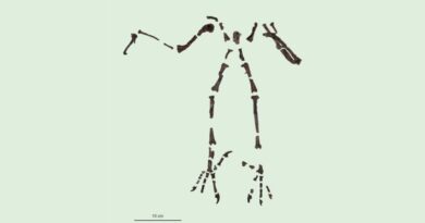 Lo scheletro dell'antico gufo