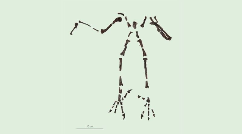 Lo scheletro dell'antico gufo