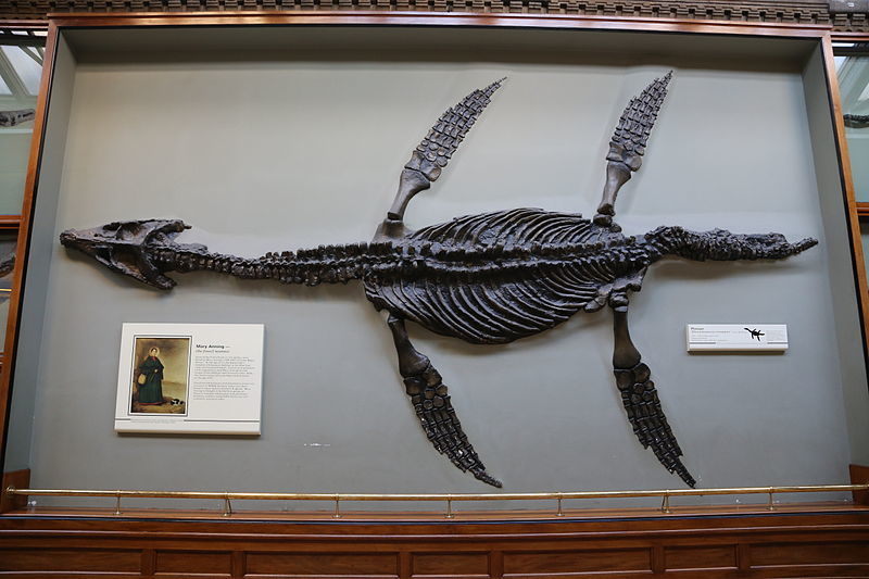 Il plesiosauro di Mary Anning