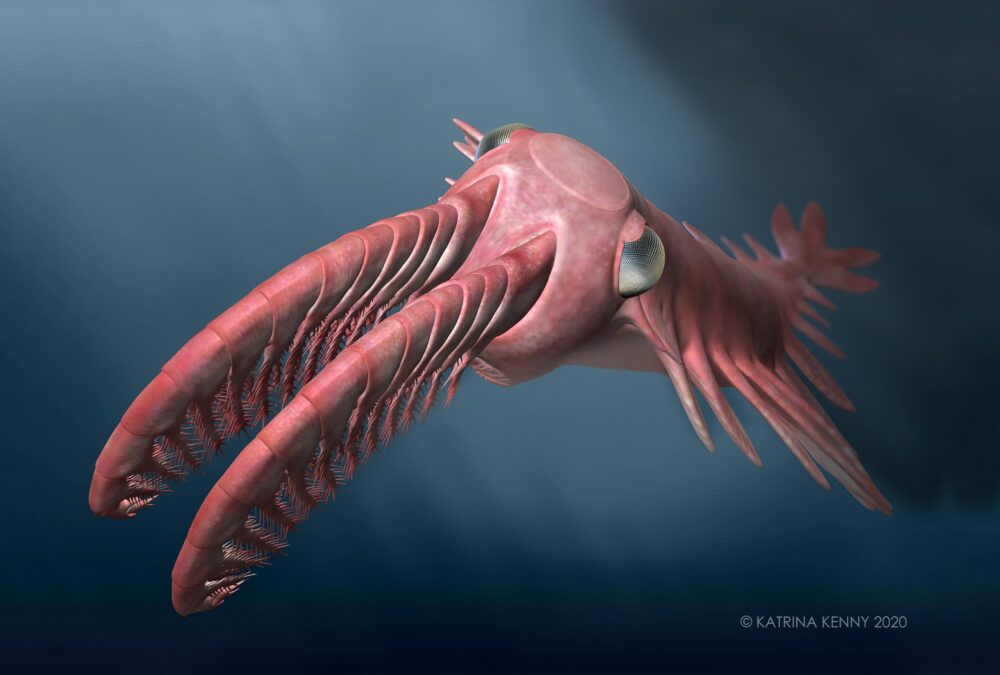 Anomalocaris briggsi