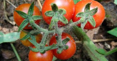 Solanum pimpinellifolium