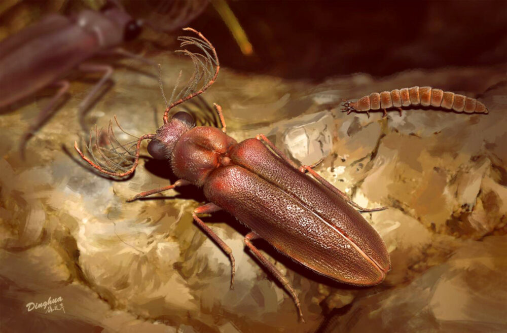 Il Cretophengodes azari, antenato delle lucciole