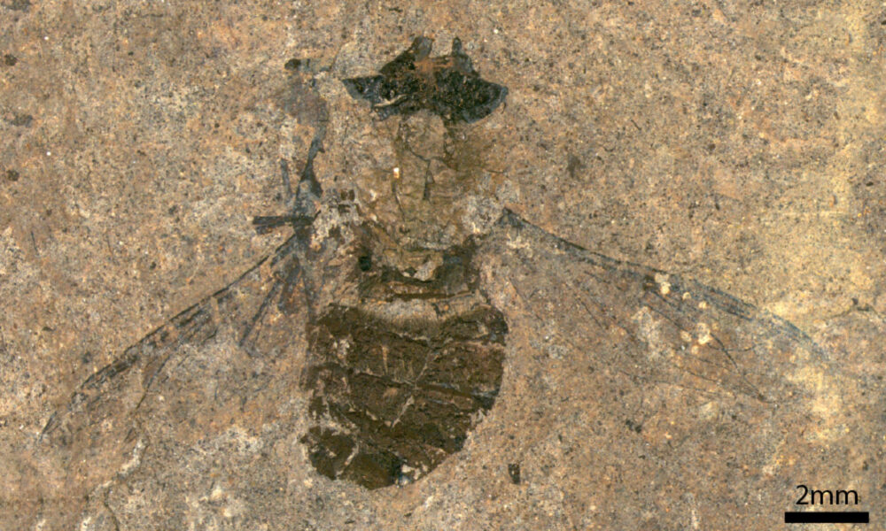 Mosca fossile