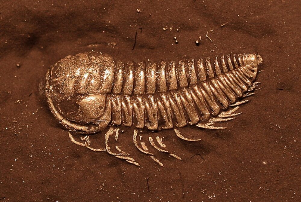 Un trilobite eccezionalmente preservato