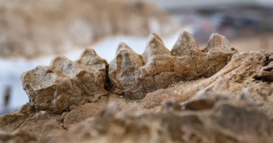 Denti fossili di mastodonte