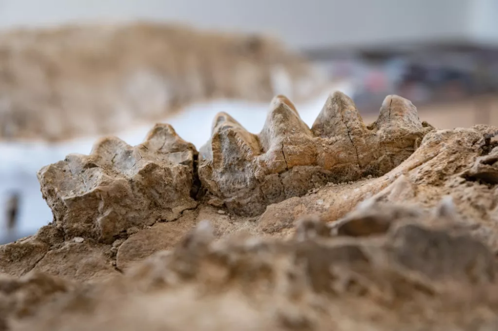 Denti fossili di mastodonte