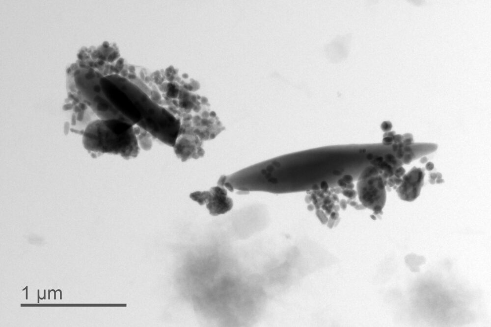 Magnetofossili di forma allungata