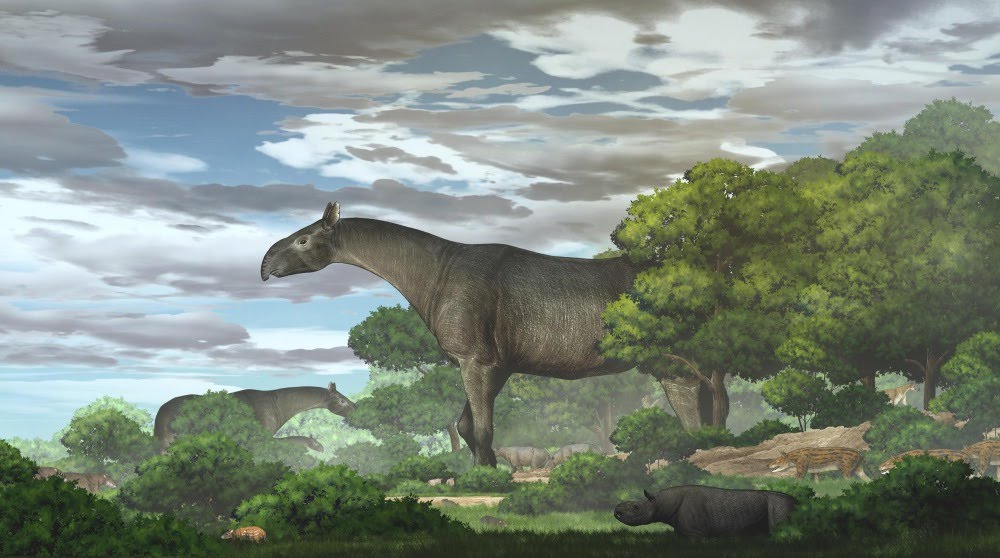 Paraceratherium linxiaense