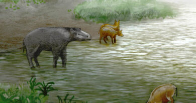 Leptolophus cuestai e Pachynolophus zambranen