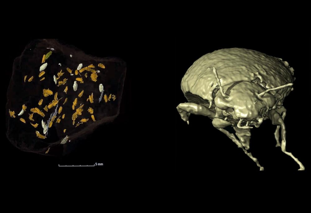 La Triamyxa coprolithica nello scanning 3D