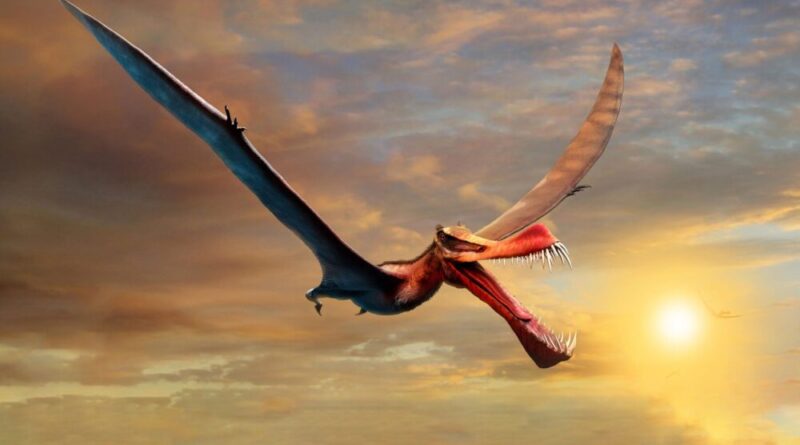 Pterosauro anhaguera