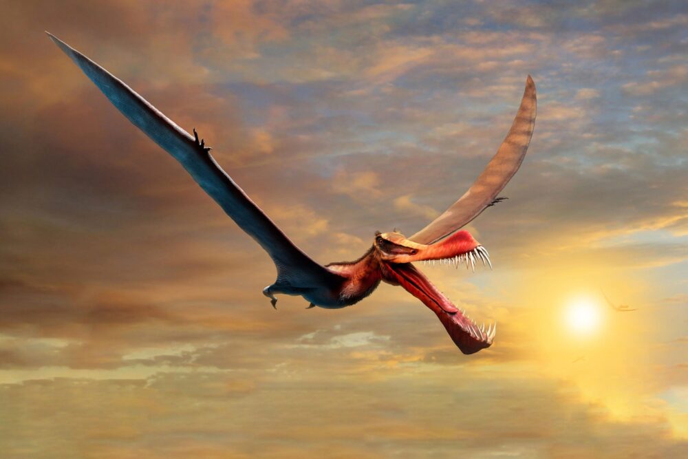 Pterosauro anhaguera