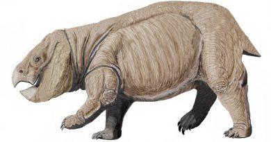 Il gigantesco Dicynodont Lisowicia