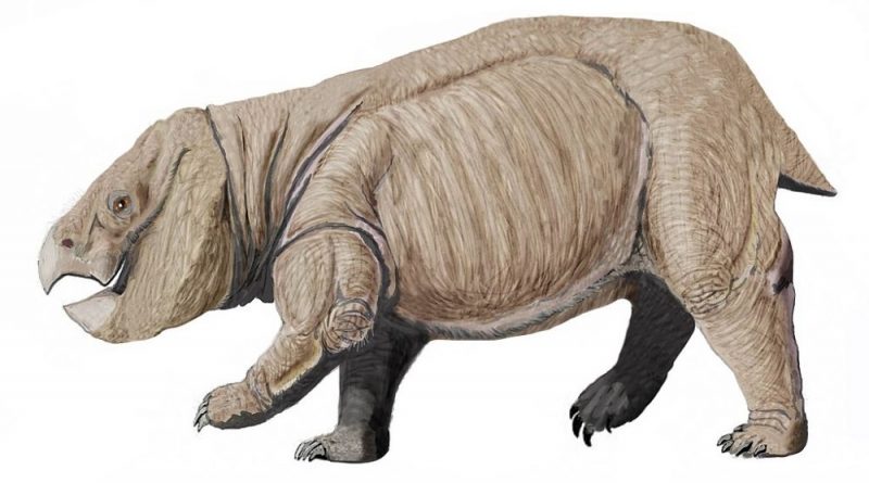 Il gigantesco Dicynodont Lisowicia