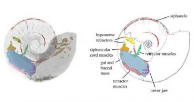 Ammonite con gli organi interni