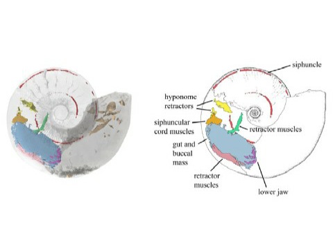Ammonite con gli organi interni