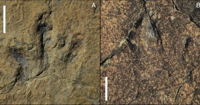 Due delle impronte fossili