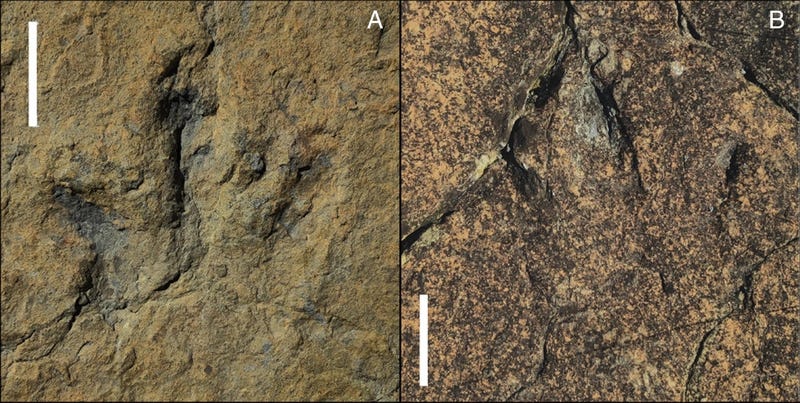 Due delle impronte fossili