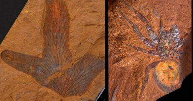Fossili del miocene