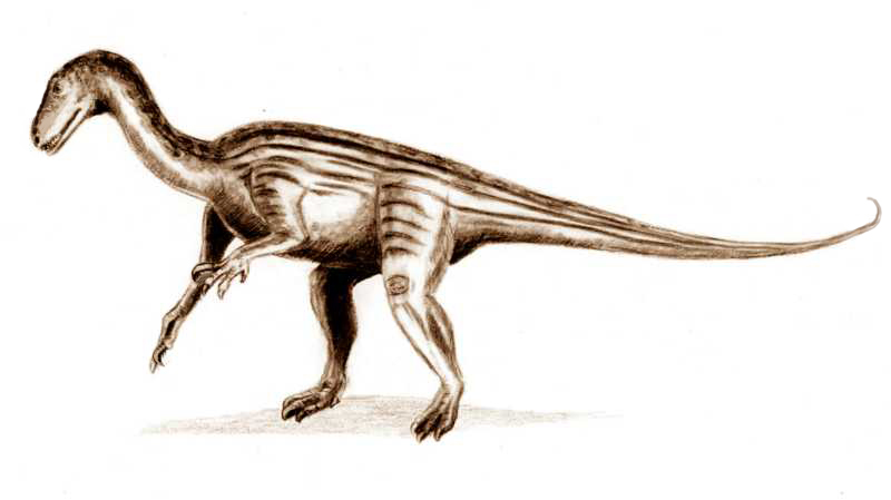 Thecodontosaurus antiquus