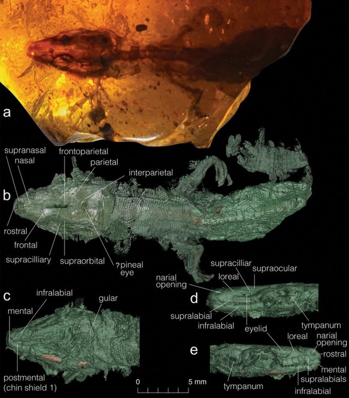 Il Retinosaurus hkamtiensis nel frammento d'ambra