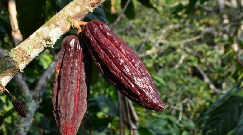 Il frutto del cacao