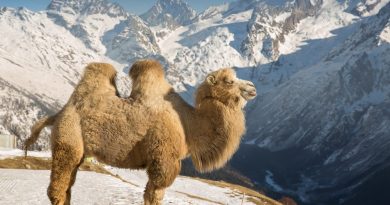 Camelus bactrian