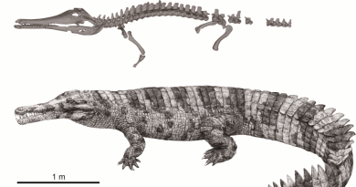 Hanyusuchus sinensis
