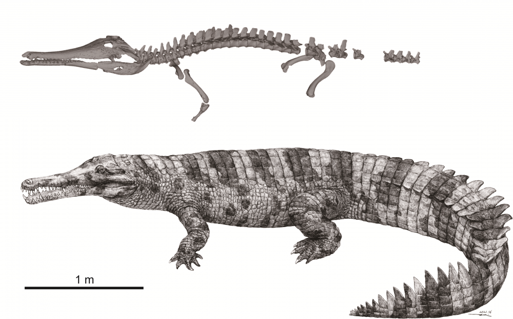 Hanyusuchus sinensis