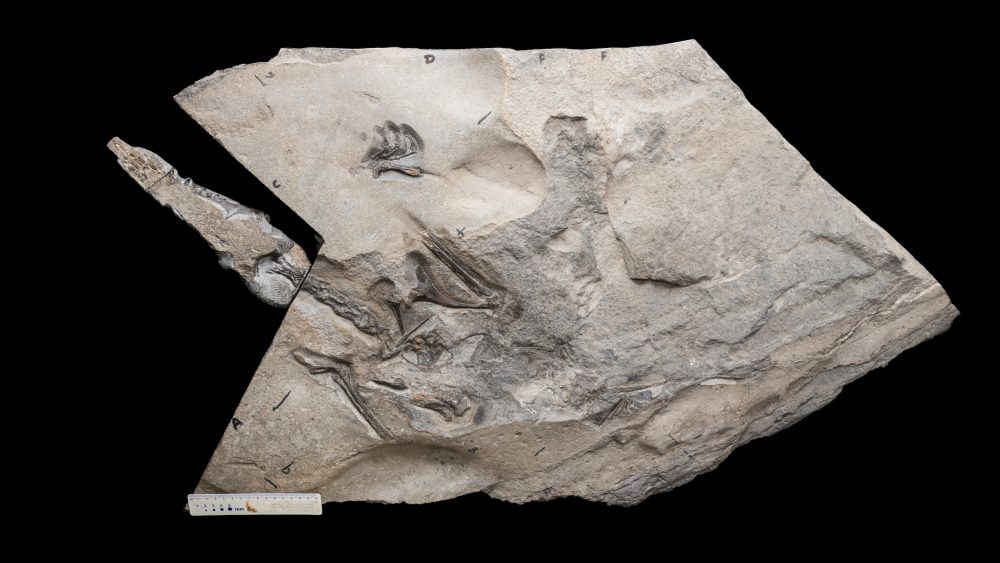 Fossile di pterosauro