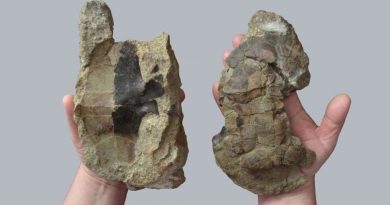 Fossile di tartaruga del cretaceo