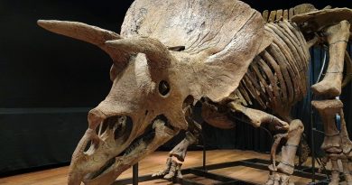Big John, triceratopo