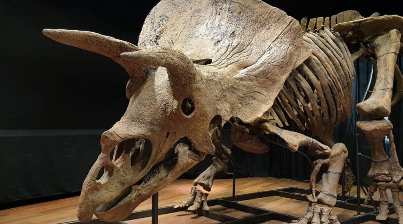 Big John, triceratopo