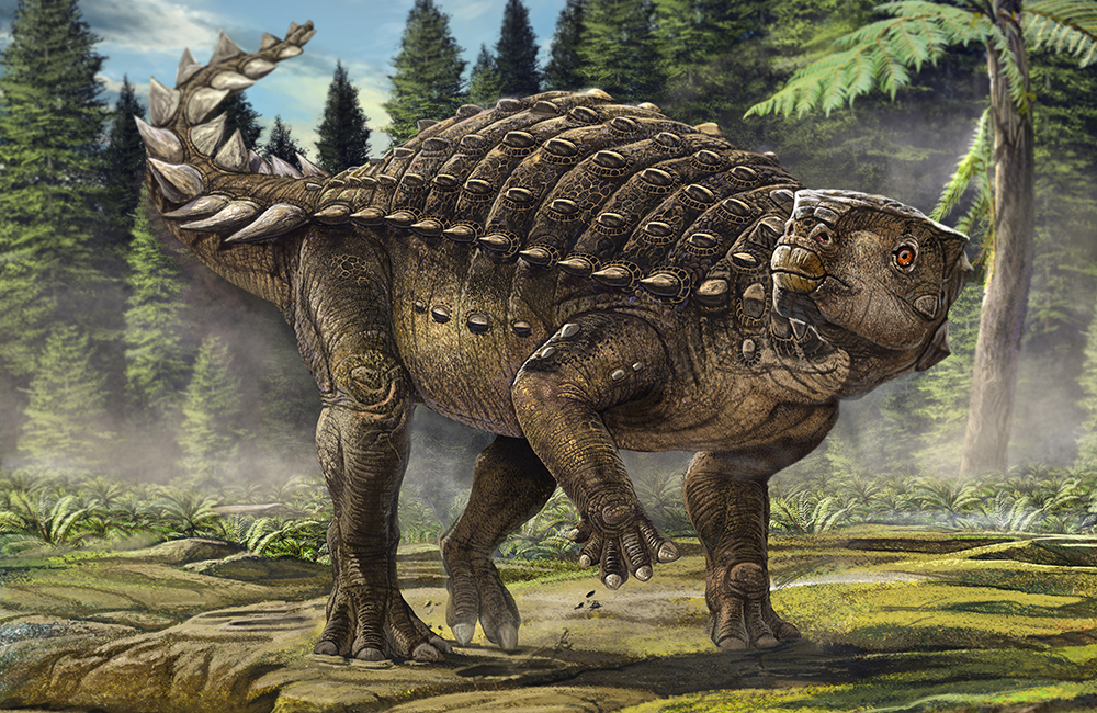 Kunbarrasaurus ieversi