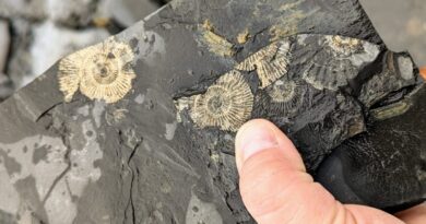 Ammonite dai riflessi dorati