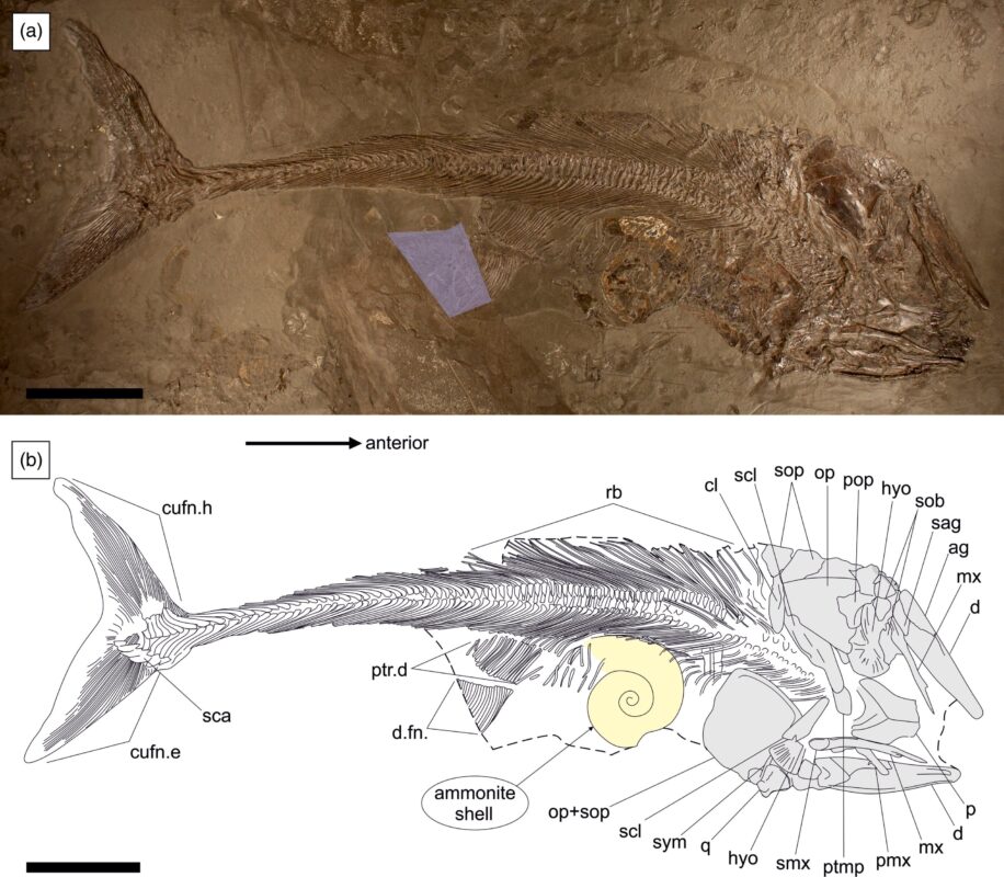 Fossile di Pachycormus macropterus