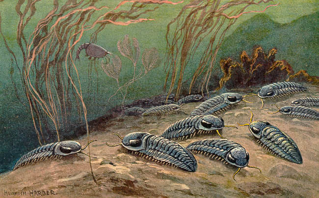 Trilobiti sul fondo marino
