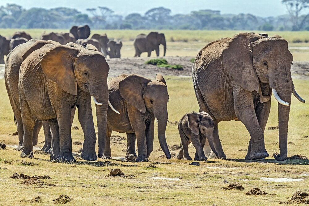 Gruppo di elefanti