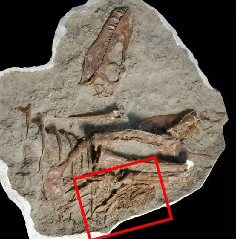 Fossile di Gorgosauro con resti di citipati