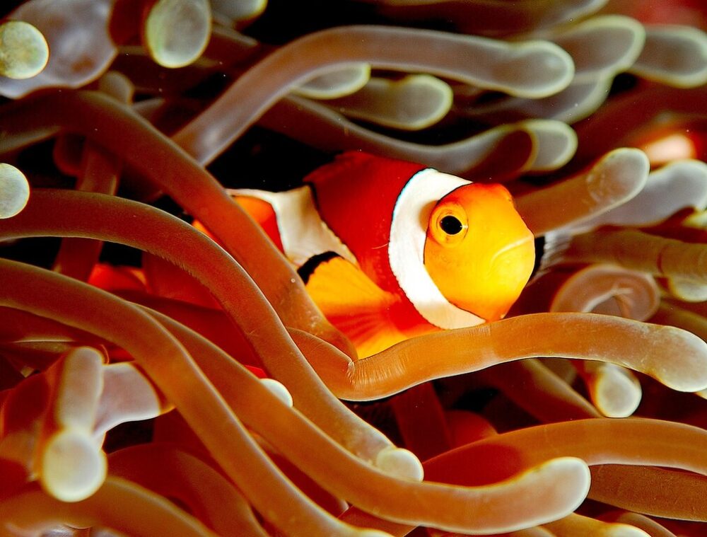 Pesce pagliaccio in un'anemone