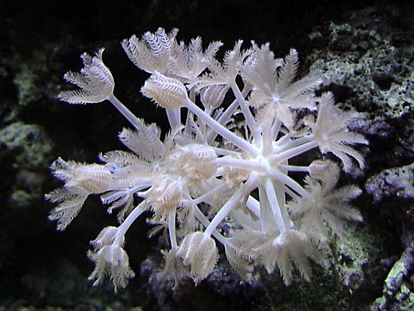 Un corallo Xenia